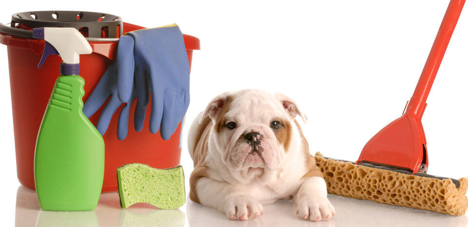 Cachorro no meio de produtos de limpeza residencial