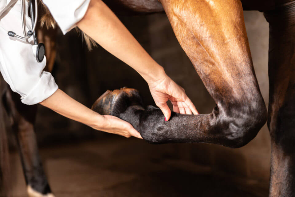 pata de equino sendo massageada