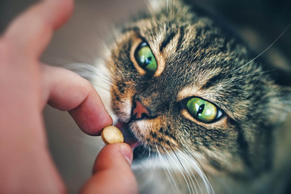 Gato tomando medicação