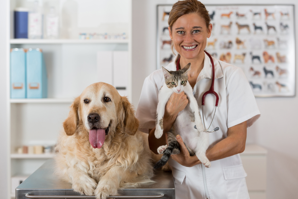 Cão e gato no veterinário depois do tutor entender a importância de dar vermífugo
