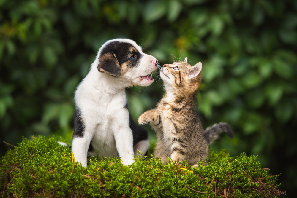 Cão e gato brincam depois da administração do vermífugo para filhotes