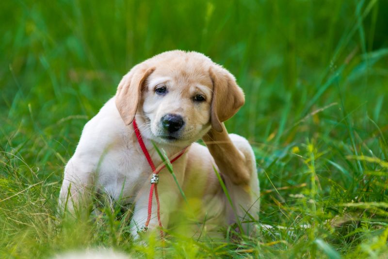 Como acabar com pulgas e carrapatos?