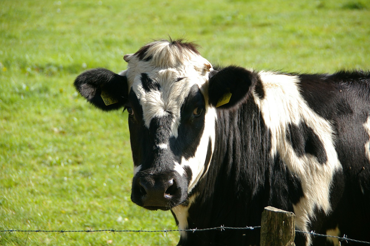 Foto ilustrativa de vaca para representar imagem de mastite bovina