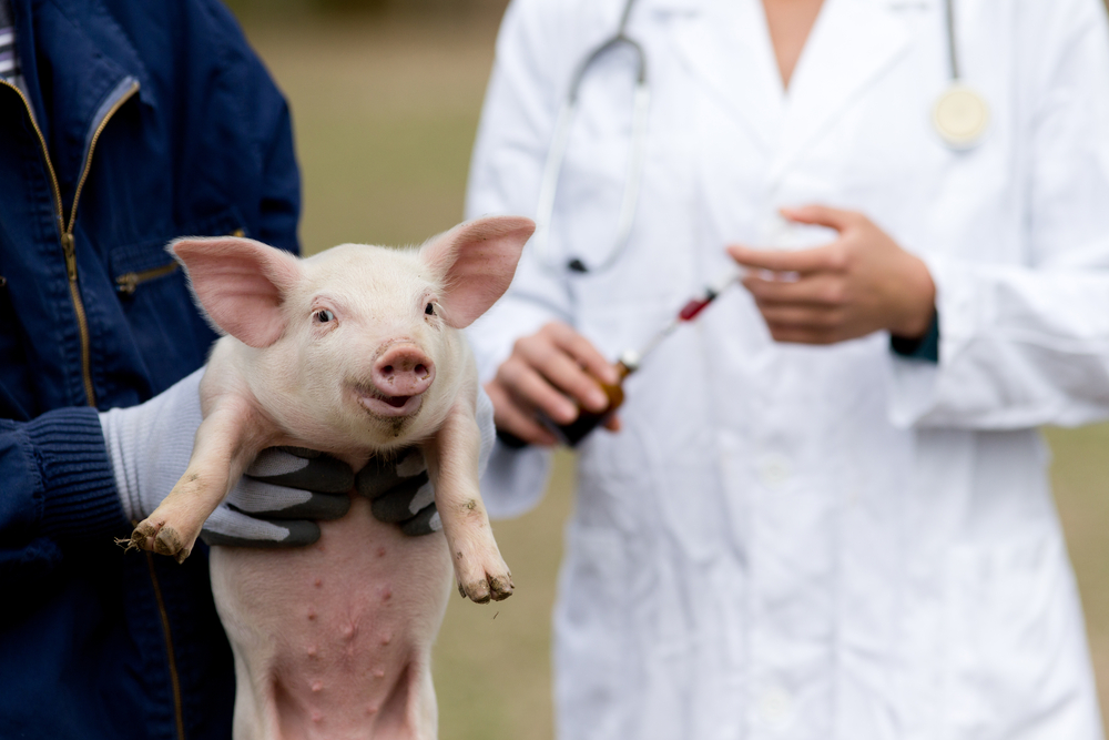 Animal pronto para receber a aplicação do antibiótico para suínos