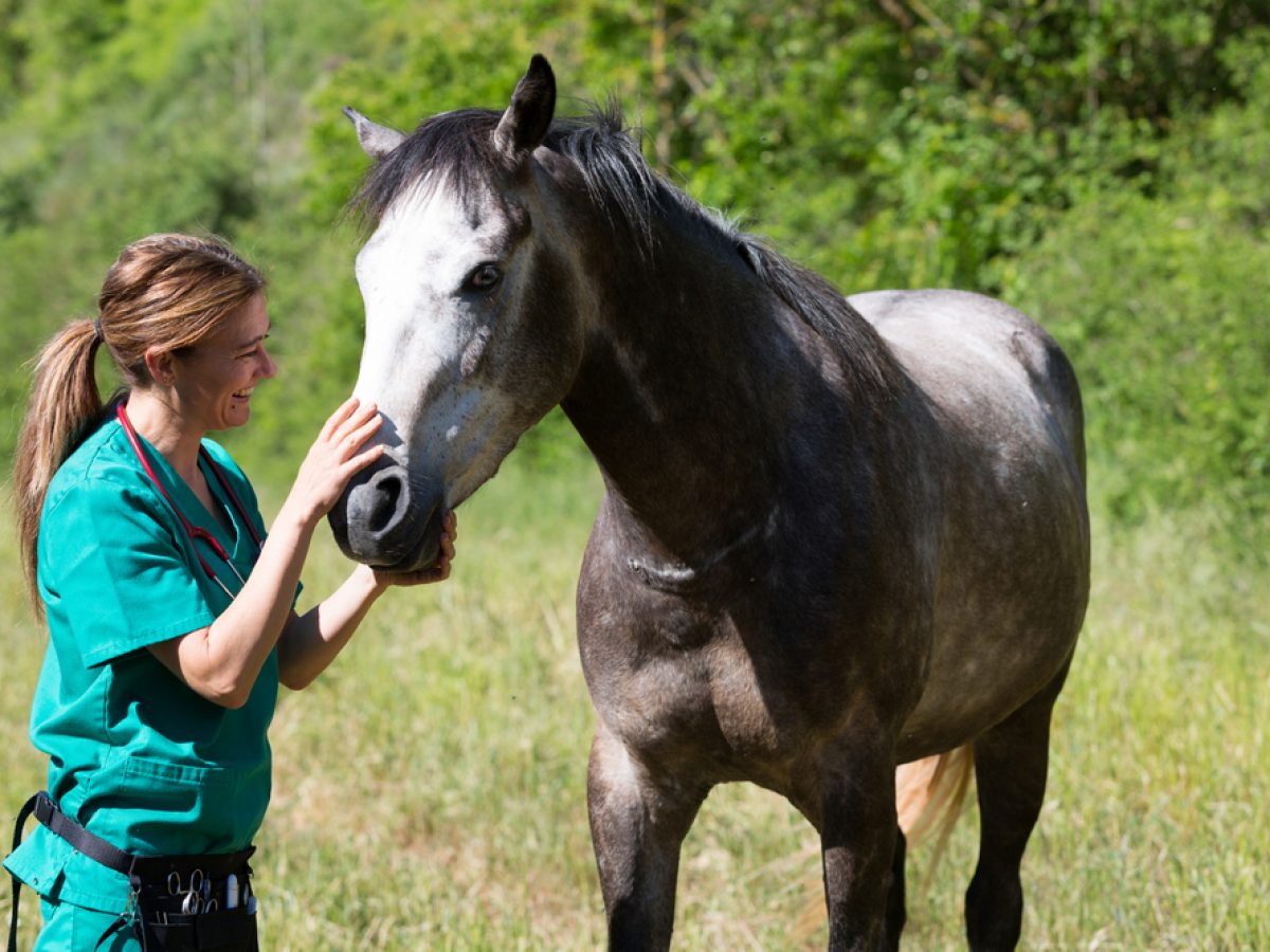 Picada de cobra em cavalo: Confira os principais sinais do problema