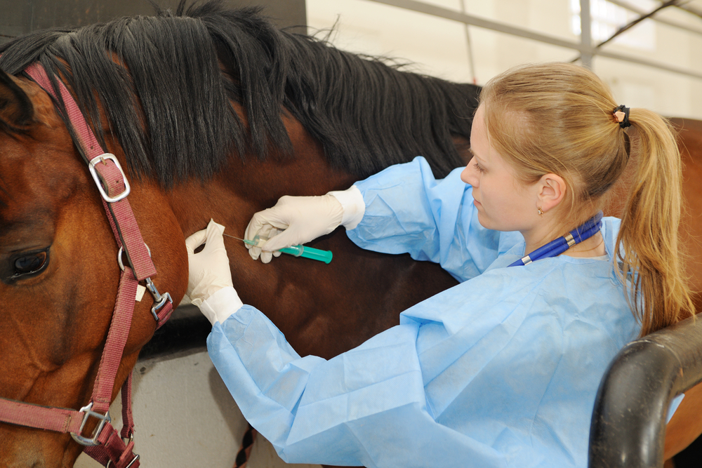 Veterinária aplica antibióticos para equinos no pescoço do animal