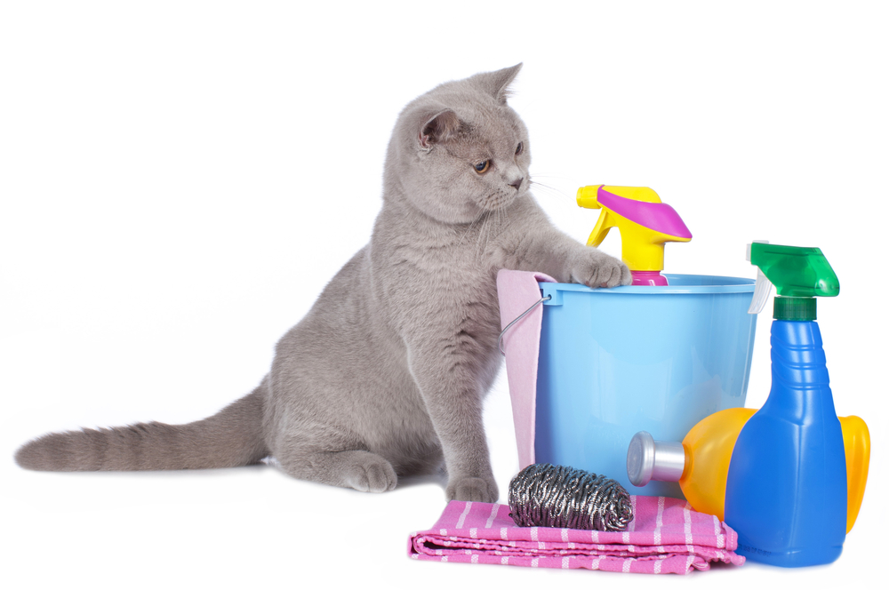 Gato ao lado de utensílios de limpeza que mantém a higiene animal