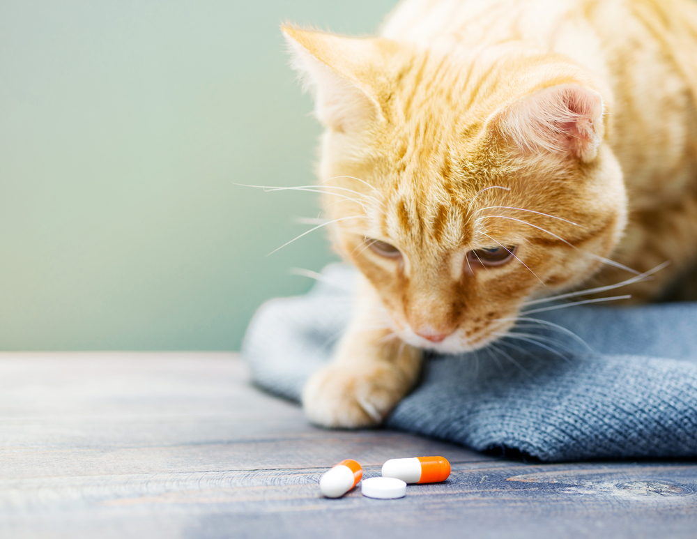 Gato olhando para comprimidos
