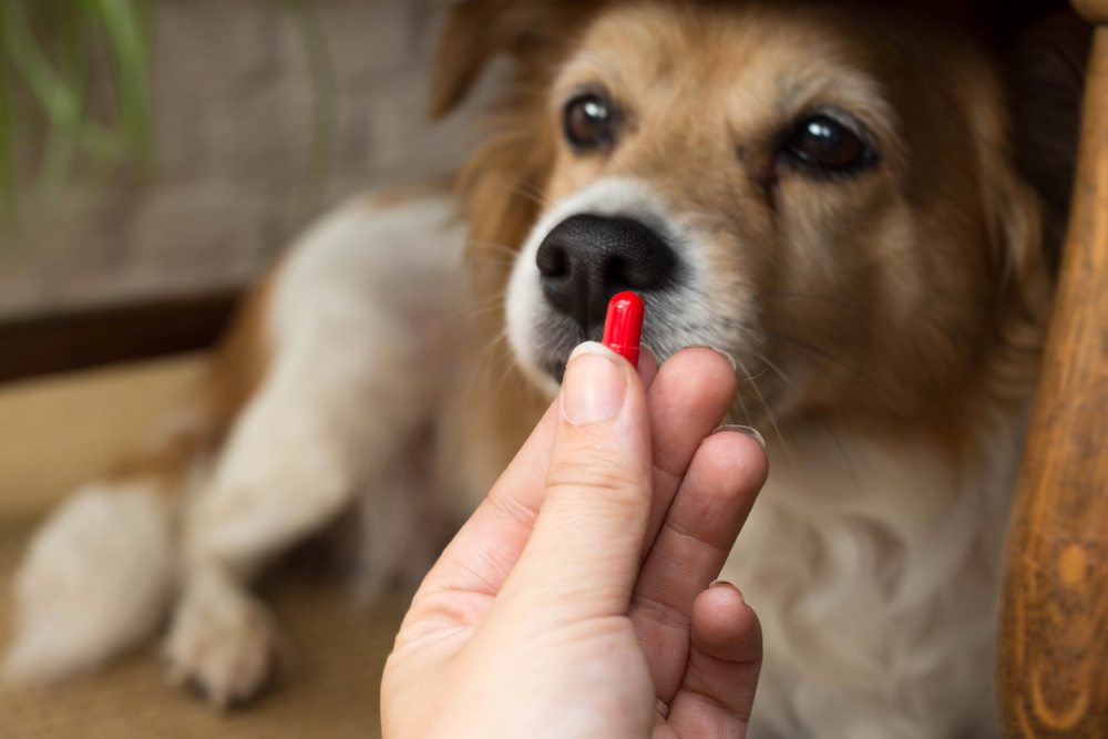 Mulher segura comprimido vermelho e seu cachorro olha