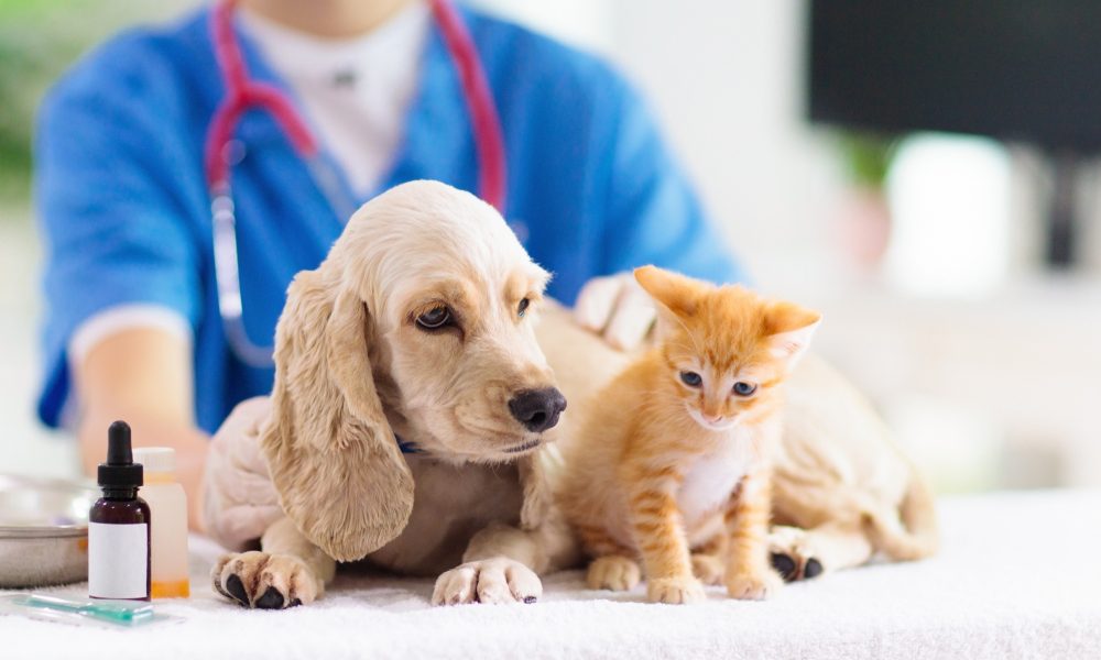 Cachorro e gato em cima da mesa do veterinário