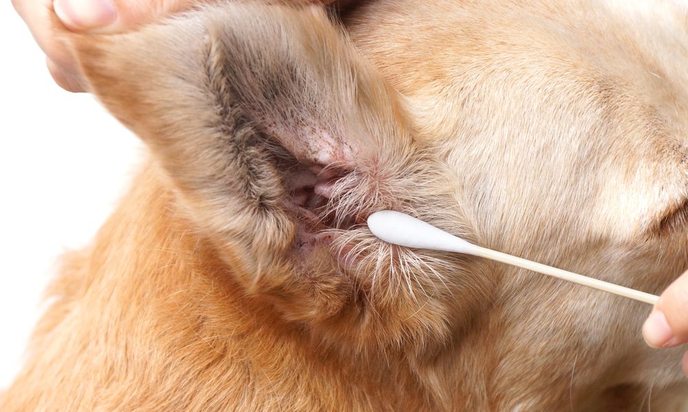 Pessoa utiliza cotonete para limpar orelha de cachorro