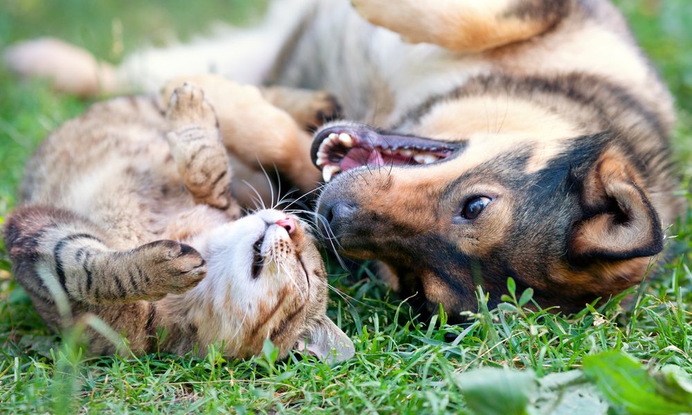 Cachorro e gato deitados na grama