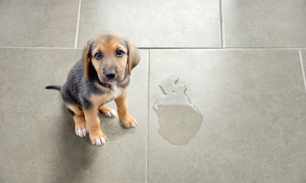 Cachorro ao lado de urina no chão - desinfetante pra cachorros