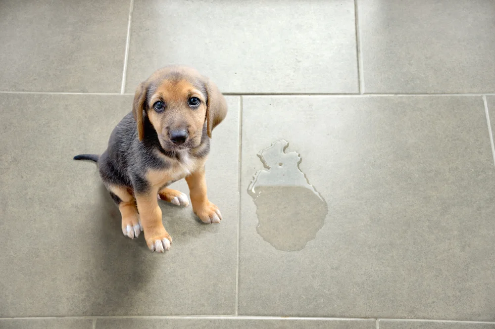 Desinfetante para Cachorros: Saiba como eliminar odores - Chemitec®