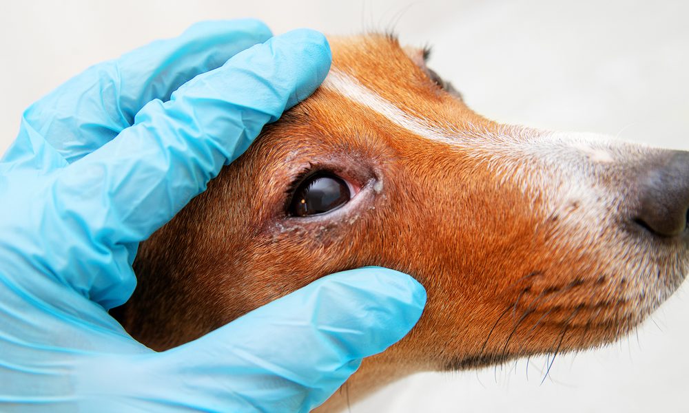 veterinário com luva azul abrindo os olhos de um cachorro