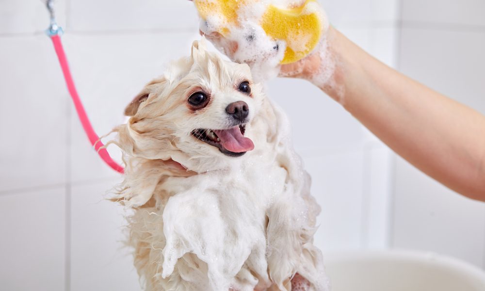 Pessoa dando banho em um cachorro comShampoo antipulgas
