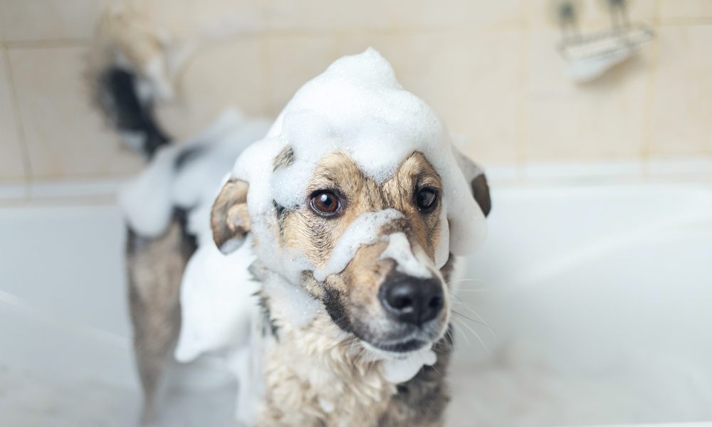 cachorro com Shampoo pet