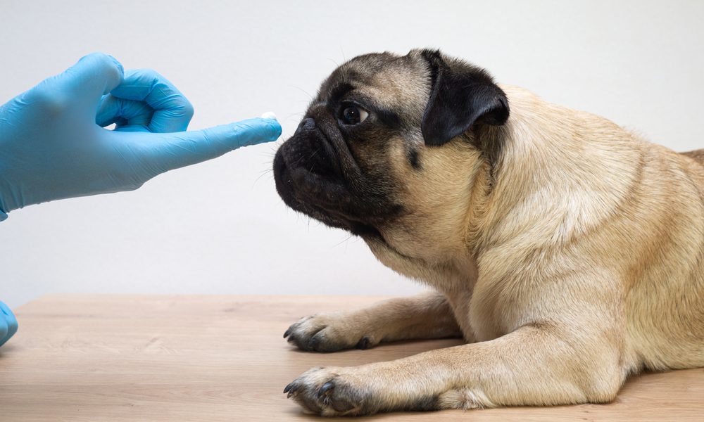 Veterinario com luva azul colocando a mão em um cachorro Pug - Remédio para sarna de cachorro