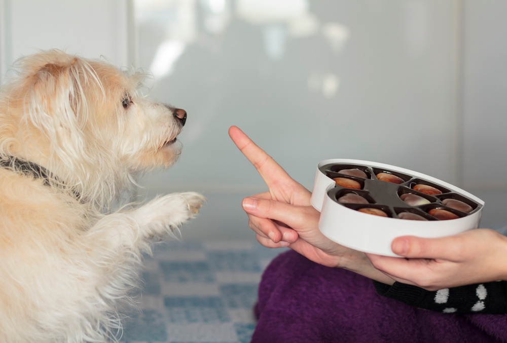 Imagem ilustrativa de um cachorro e um chocolate