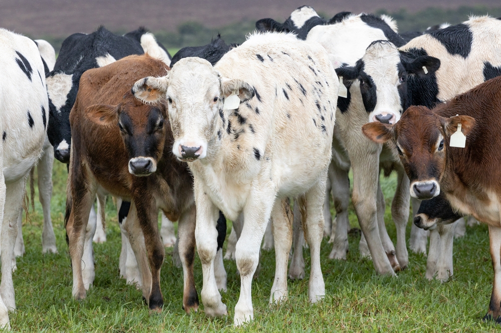 Imagem de animais bovinos