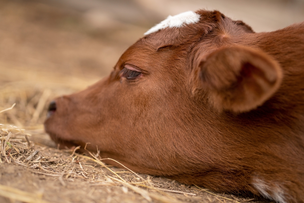 imagem de um bovino triste