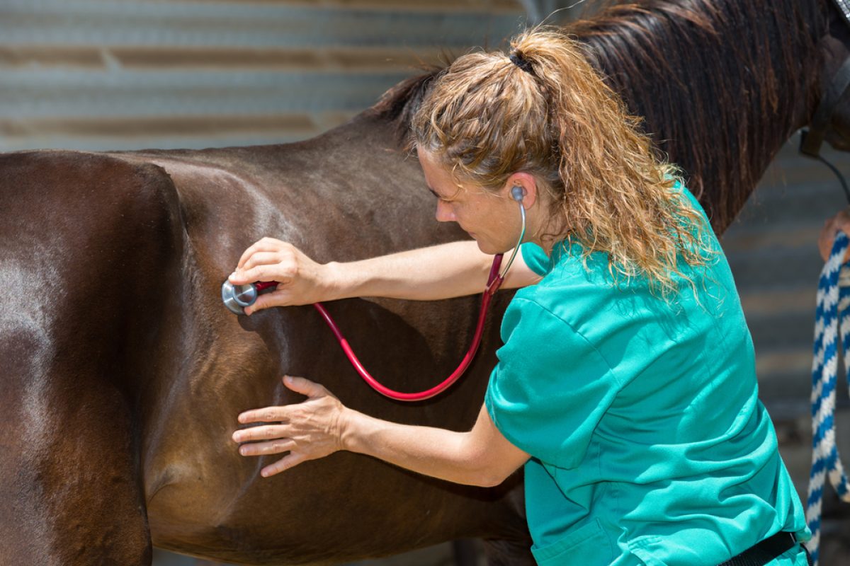 Cólica equina: conheça os tipos mais comuns e diagnóstico