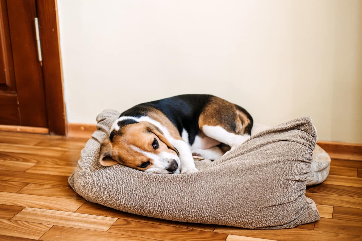 Imagem de cachorro doente deitado na cama em uma casa com piso de madeira