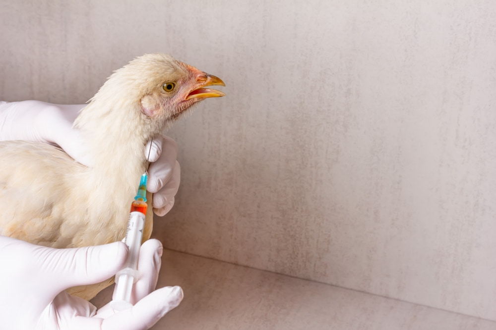 Galinha sendo medicada com agulha por veterinário em tratamento de gripe aviária