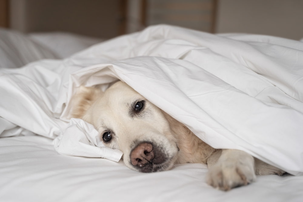 imagem de cachorro doente, acometido de gripe canina, deitado na cama com lençol em cima dele
