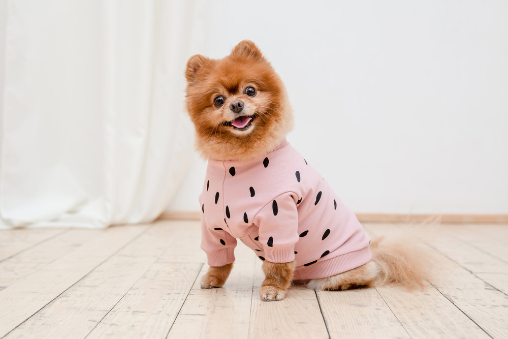 Cachorro vestido com roupinha para pets