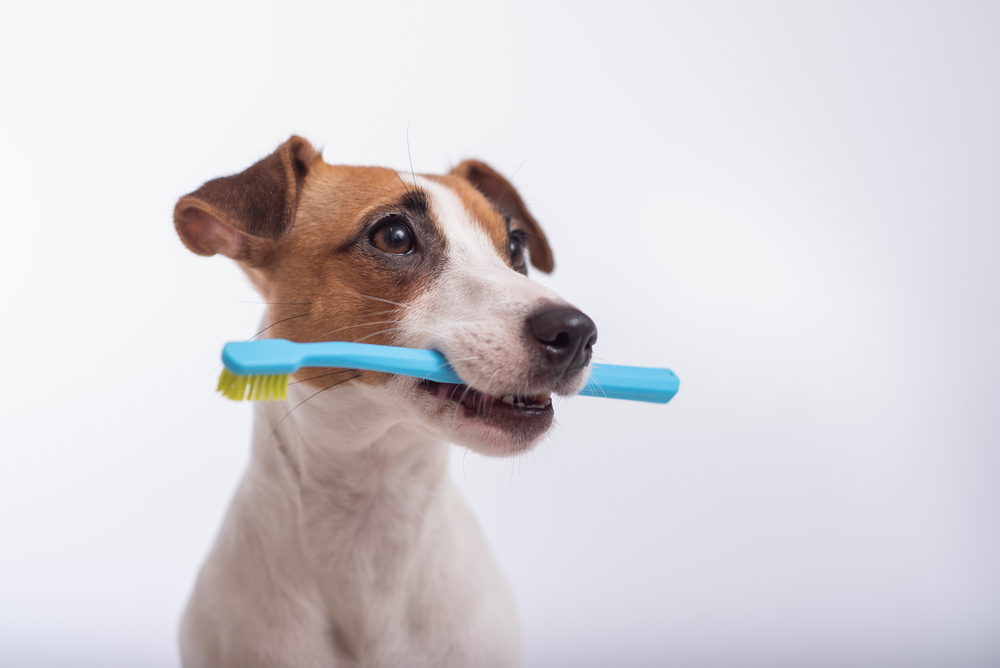Cachorro com escova de dente na boca,