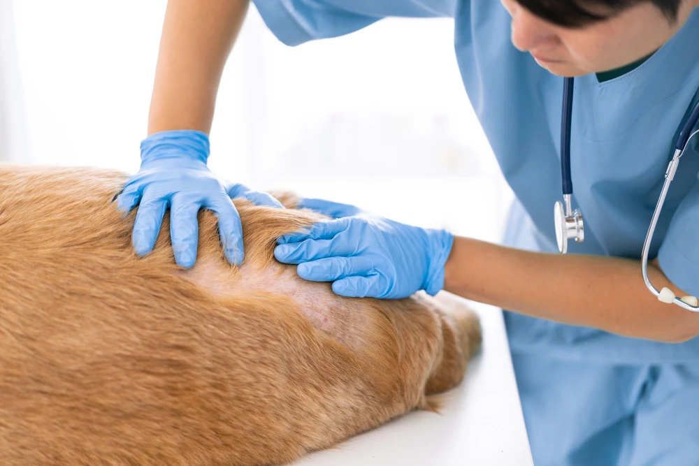 médico veterinário cuidando de cachorro com dermatite canina