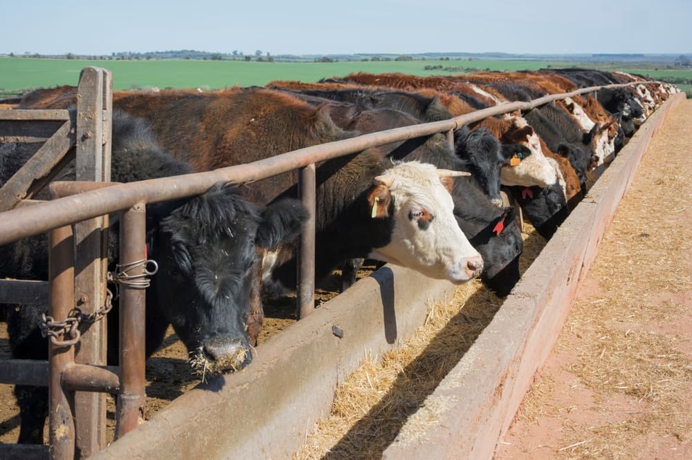 Criação de gados se alimentando na cocheira.