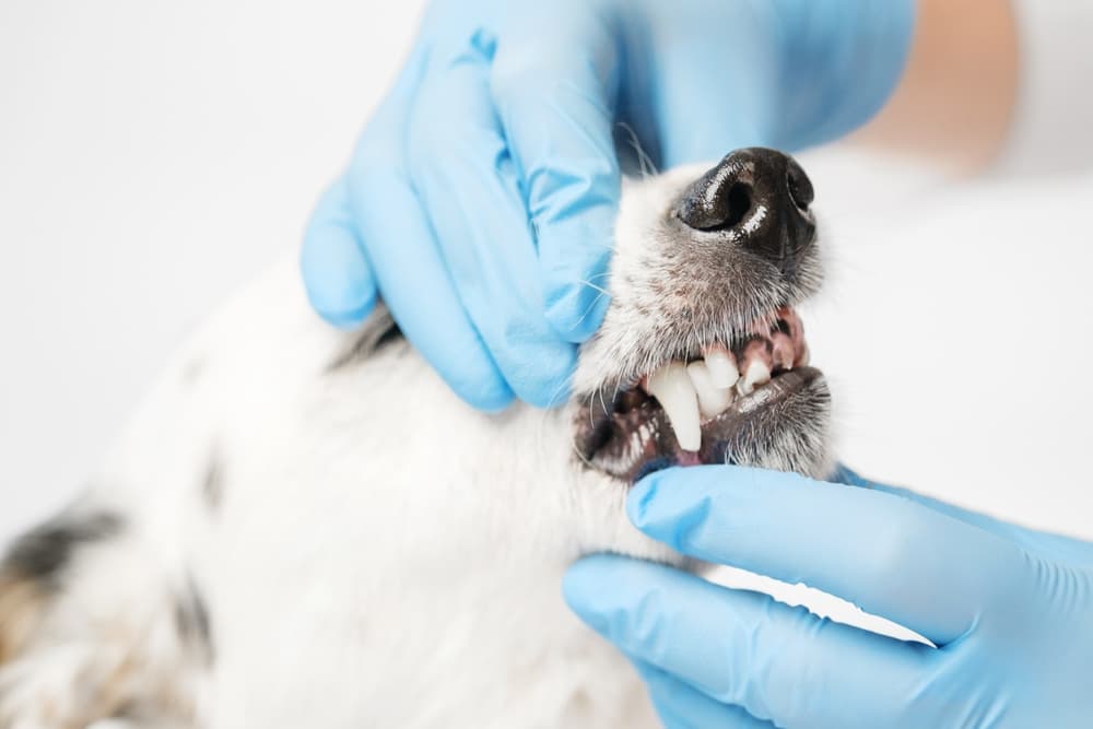 Veterinário examinando os dentes de um cão, ilustrando a importância da prevenção e tratamento da doença periodontal em cães.