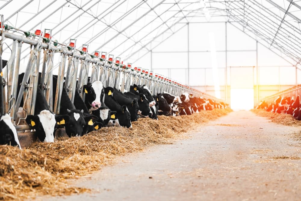 Vacas em um estábulo moderno, destacando práticas de manejo para prevenção de febre aftosa.