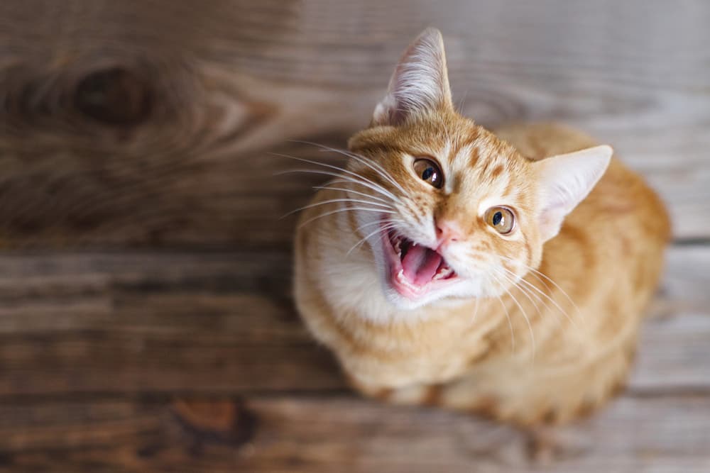 Foto de um gato laranja olhando para cima, ilustrando a atenção e curiosidade, comum em felinos, em um contexto de saúde e cuidados relacionados à Peritonite Infecciosa Felina (PIF).