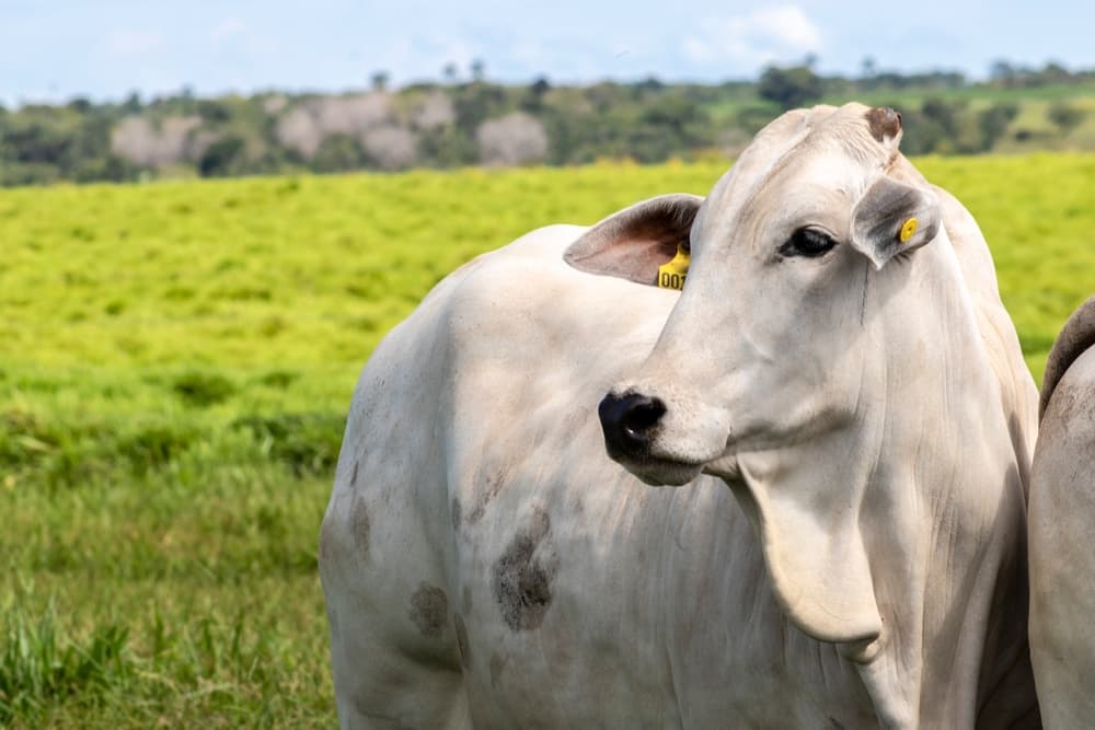 Vaca em um campo aberto, destacando a importância da prevenção e controle da brucelose no rebanho.