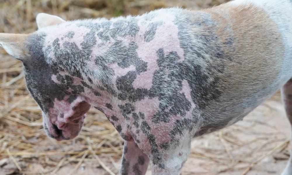 Cachorro com escabiose canina, apresentando áreas de perda de pelo e lesões na pele.