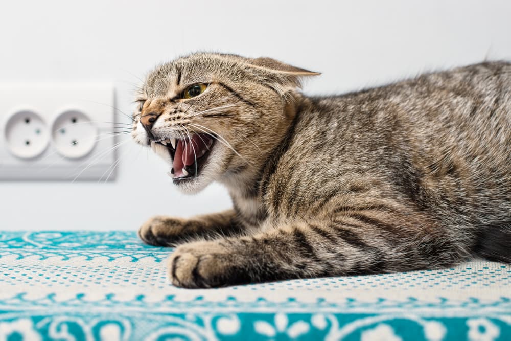 Foto de um gato com expressão agressiva, mostrando dentes e orelhas para trás, ilustrando sinais de raiva felina.