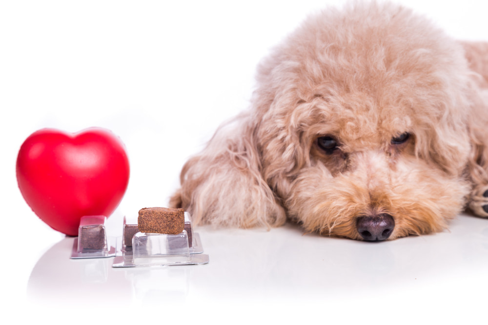 Cachorro poodle, uma figura de coração