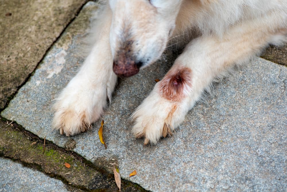 Cachorro com pata machucada