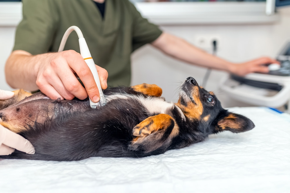 Cachorro realizando um ultrassom