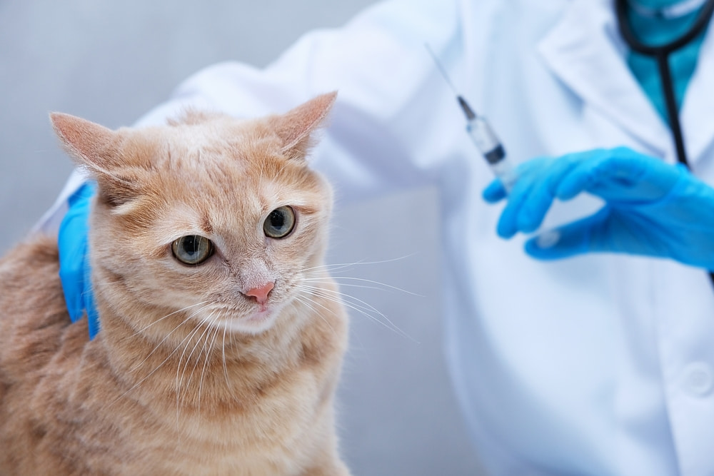 Médico veterinário aplicando vacina em gato