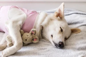 Cachorra deitada no pós da castração