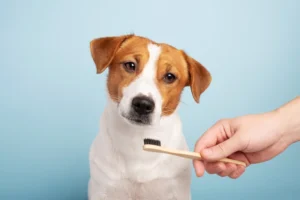 Pessoa segurando escova de dente na frente de cachorro