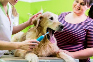 Veterinária escovando dente de cachorro ao lado de tutora