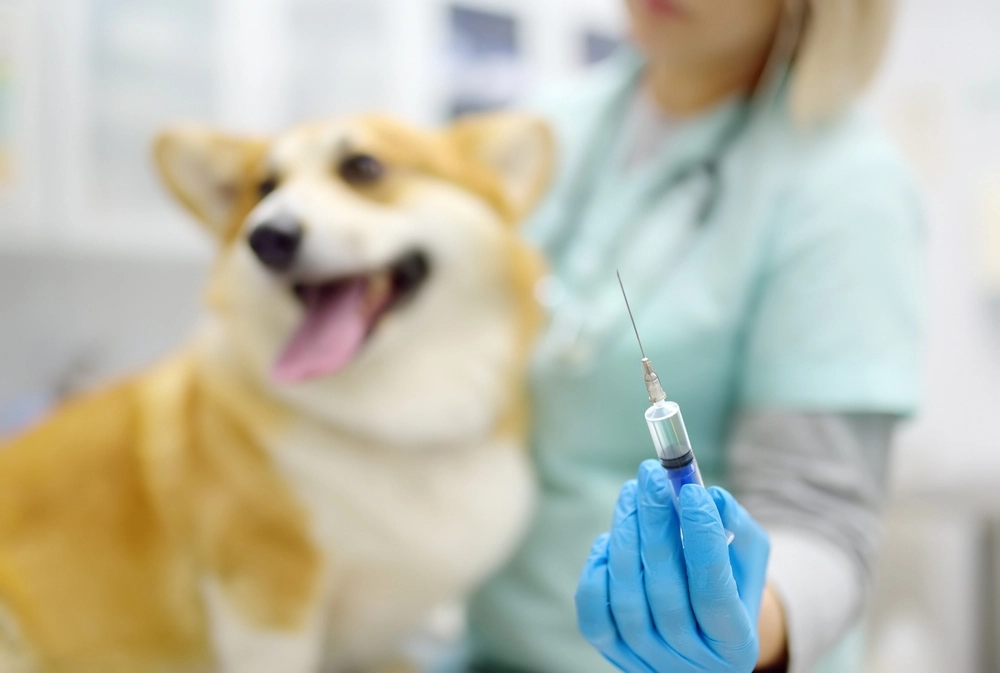 Tratamento da parvovirose canina: o que fazer e como prevenir