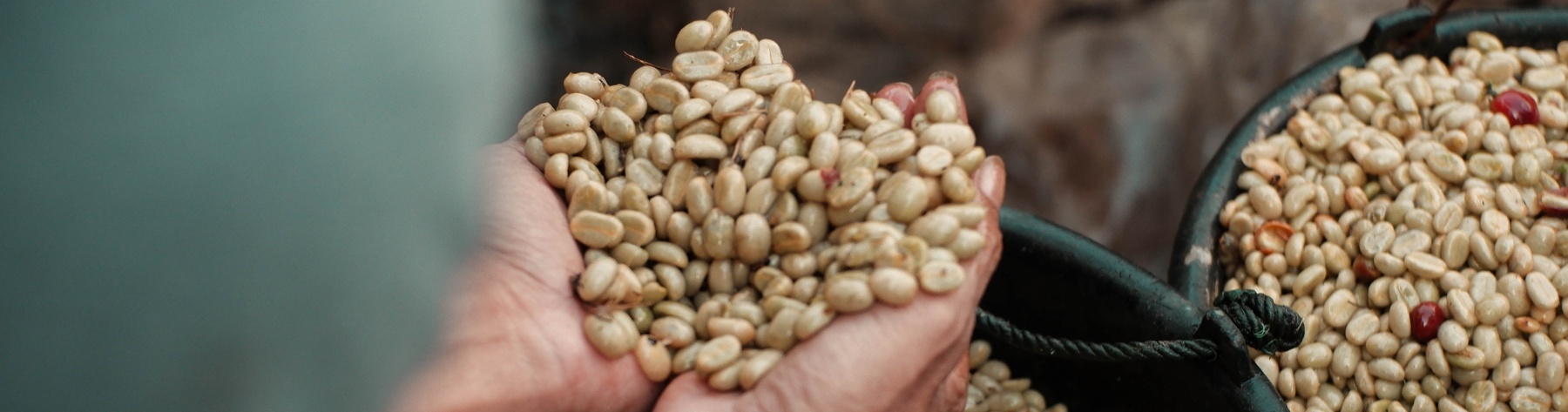 Grãos de café processados