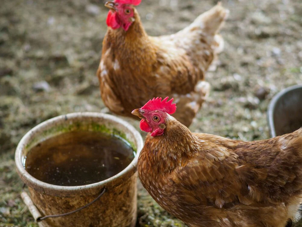 Coccidiose em aves: prevenção e tratamento