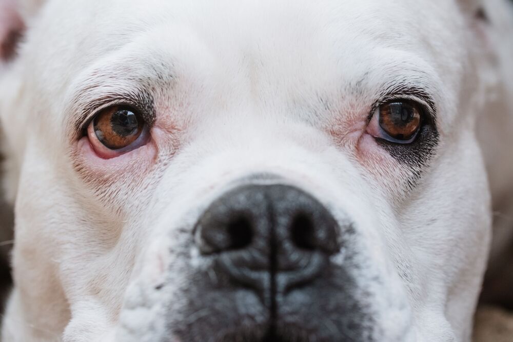 Conjuntivite em cães: como identificar e tratar